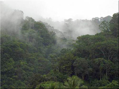 Floresta