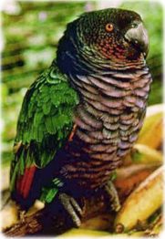 Papagaio