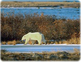 Tundra