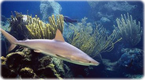 Aquario Nassau