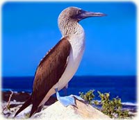 Ilhas Galápagos