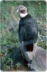 Condor, Andes