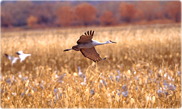 Grou canadense