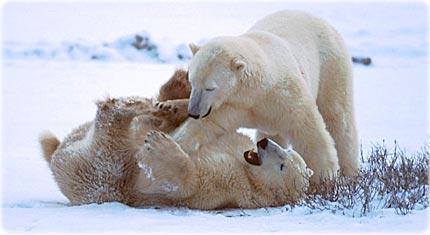 Ursos polares no Canadá