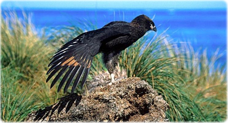 Falcão
