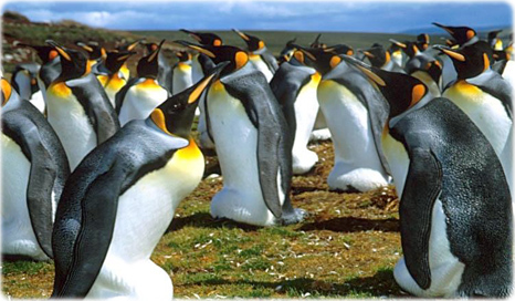 Pinguins