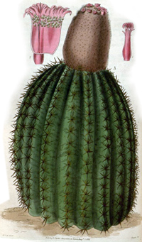 Cactus